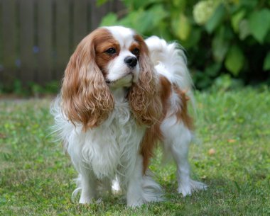 Şövalye Kral Charles Spaniel