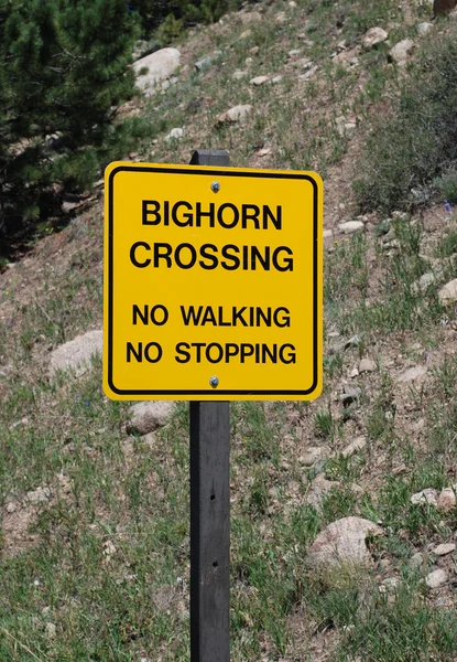 Panneau d'avertissement : Big Horn Sheep Crossing — Photo