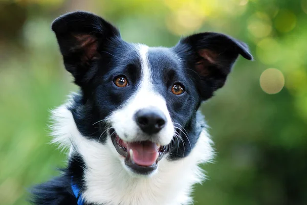 Bordercollie Stockafbeelding