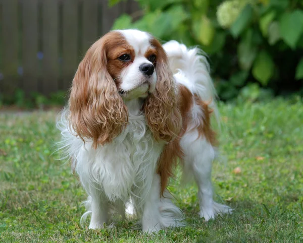 Cavalier Koning Charles Spaniel Stockfoto