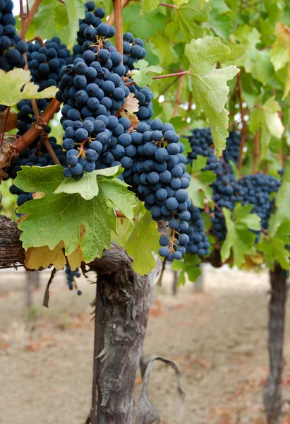 Uvas rojas en la vid. — Foto de Stock