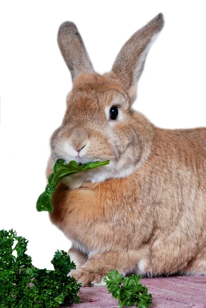 Rabbit eating vegetables — Stock Photo, Image