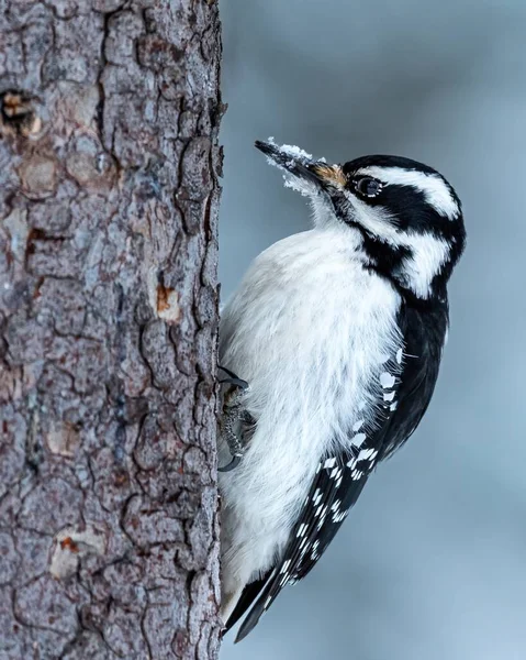 Ağaç gövdesine yapışan dişi kıllı ağaçkakan (Dryobates villosus)