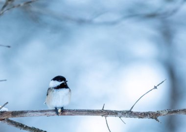 Siyah başlıklı Chickadee (Poecile atricapillus) kışın bir dala tünemiştir.