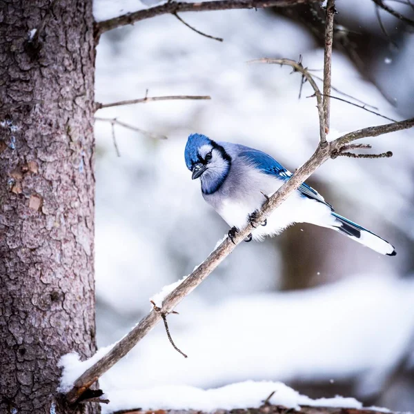 Blauwe Gaai Cyanocitta Cristata Een Tak Met Sneeuw — Stockfoto