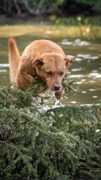 Yaz zamanı, bir ağacın üzerinden atlayan bir köpek.