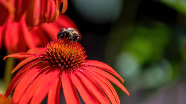 Kırmızı yapraklı mor bir koni çiçeği (Echinacea purpurea) üzerinde yaban arısı aranıyor