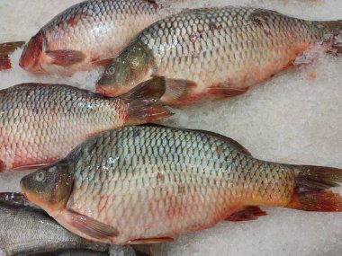 Balık pazarının tezgahında buzlu taze soğuk balık.