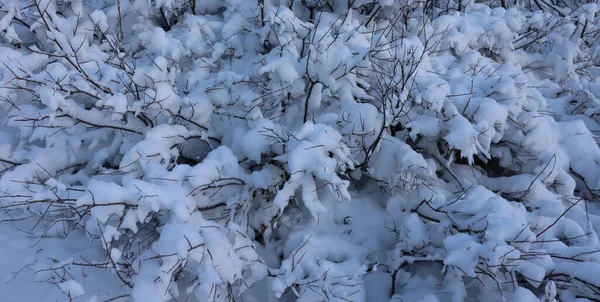 Κλαδιά Θάμνων Καλύπτονται Παχύ Στρώμα Λευκού Χιονιού Μετά Από Χιονόπτωση — Φωτογραφία Αρχείου