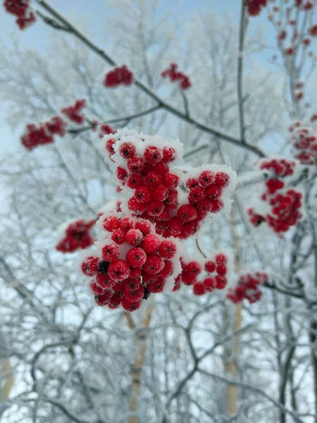 雪の帽子の下に冷凍された赤いローワンベリーがたくさんあります — ストック写真