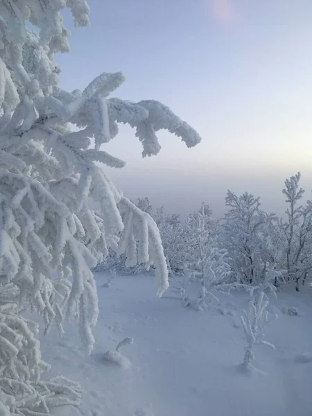 Alberi Ricoperti Neve Nella Foresta Mattino Presto Gelido — Foto Stock