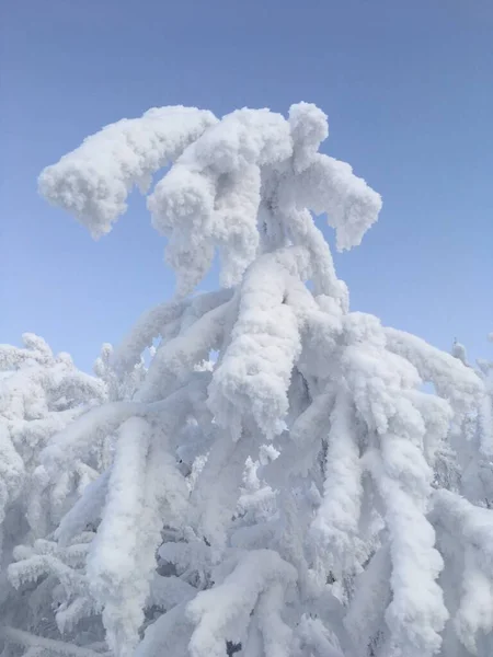 Έλατο Κλαδιά Λυγισμένα Κάτω Από Ένα Παχύ Στρώμα Χιονιού Μετά — Φωτογραφία Αρχείου