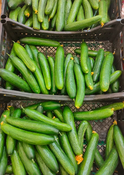 Friss Zöld Közepes Gyümölcsű Uborka Műanyag Dobozokban Szupermarket Pultján Jogdíjmentes Stock Képek