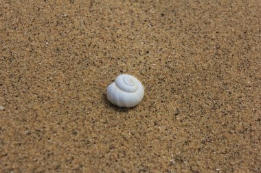 Kumsalın kumlarında yalnız bir deniz kabuğu. Yaklaş.