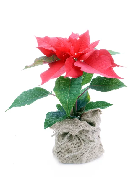 Poinsettia — Stockfoto