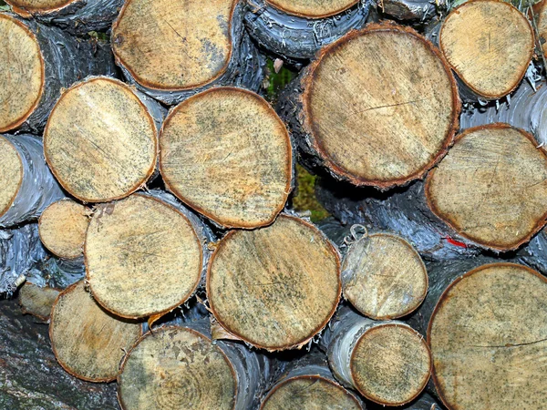 Nyírfa-rönköket — Stock Fotó