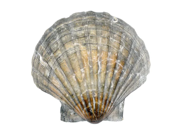 Морський гребінець seashell — стокове фото