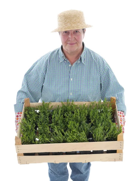 Senior tuinman met vak van aspic — Stockfoto