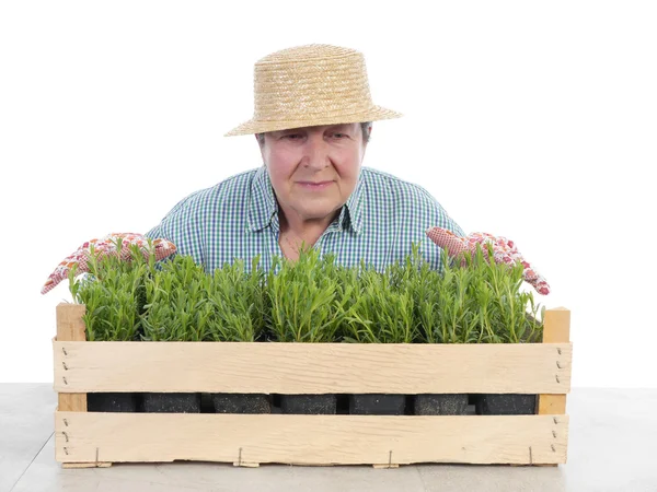 Senior trädgårdsmästare med låda med Aladåb — Stockfoto