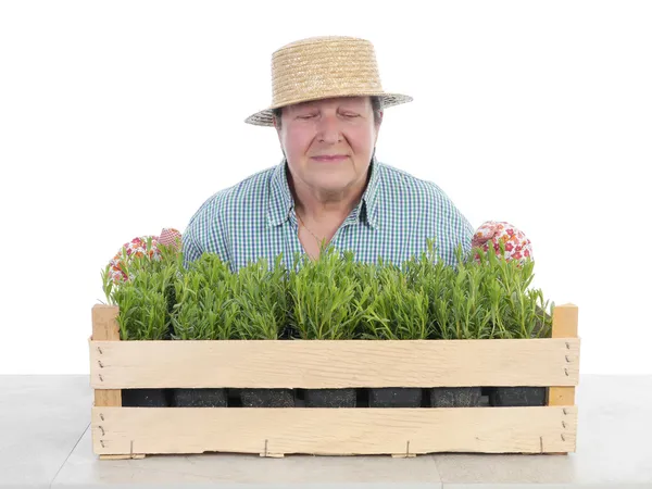 Senior gardener with box of aspic — Stock Photo, Image