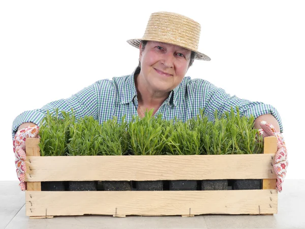 Senior gardener with box of aspic — Stock Photo, Image