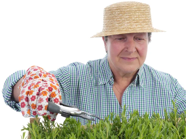 Senior gardener forming aspic seedlings — Stock Photo, Image