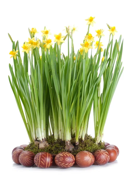 Narcisos y huevos de Pascua — Foto de Stock