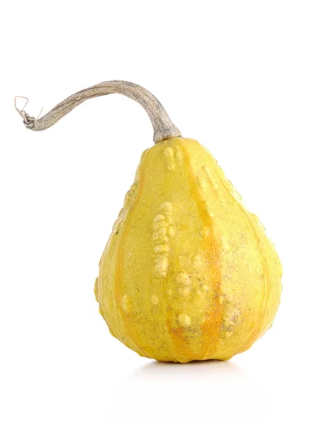 Sommar squash — Stockfoto