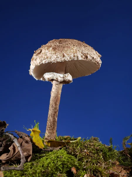 Parasol fungo — Fotografia de Stock