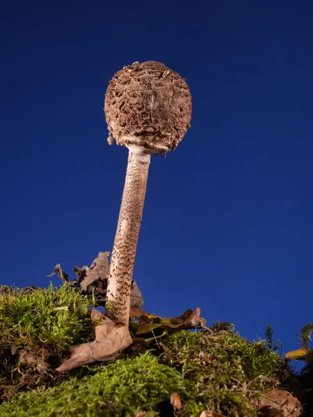 Ομπρέλα μύκητα — Φωτογραφία Αρχείου