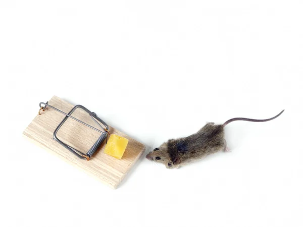 Field mouse and mousetrap — Stock Photo, Image