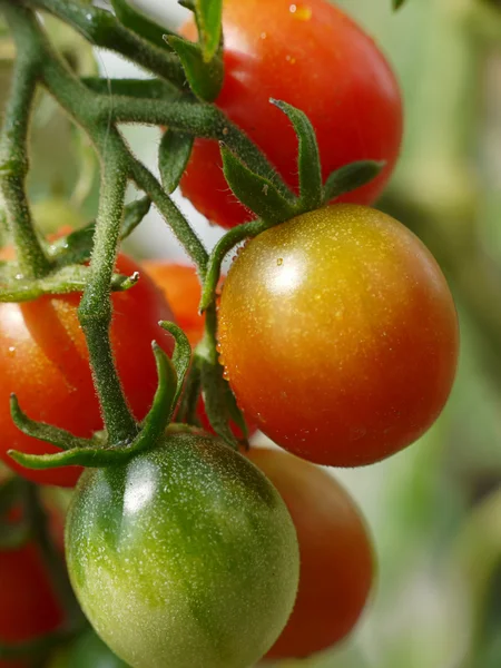 Ripening tomatoes — Stock Photo, Image