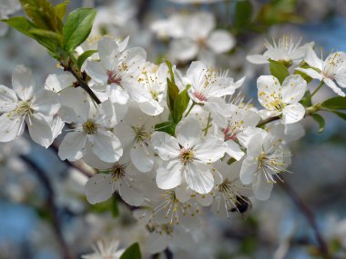 blossom ağacında karaçalı