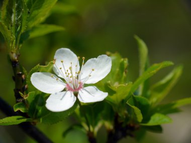 blossom ağacında karaçalı