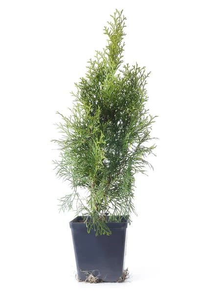 Drzewa Thuja — Zdjęcie stockowe