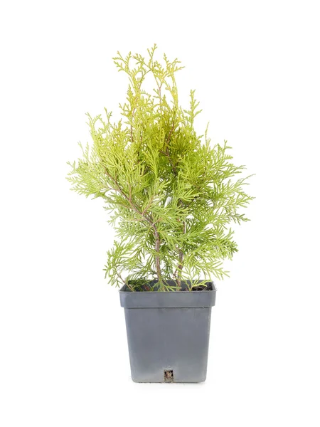 Drzewa Thuja — Zdjęcie stockowe