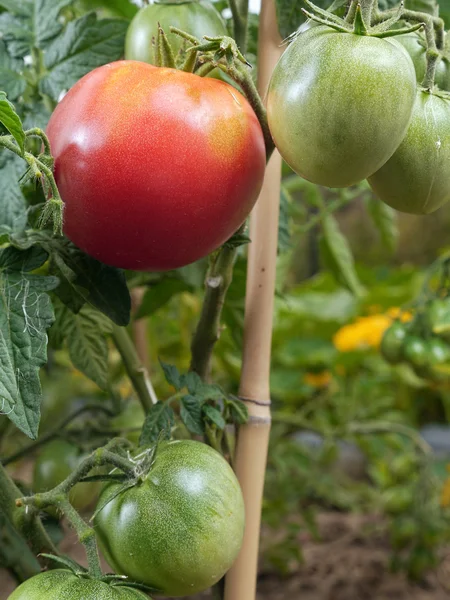 Ripening tomatoes — Stock Photo, Image