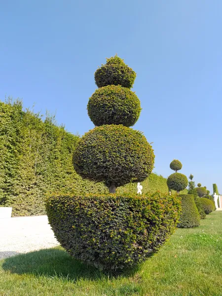 Green shrubs — Stock Photo, Image