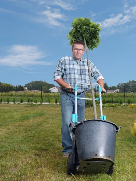 Plantación de árboles — Foto de Stock