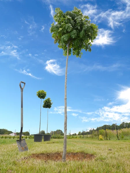 Piantagione alberi — Foto Stock