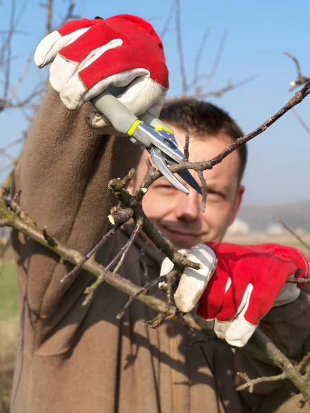 Fruit tree pruning