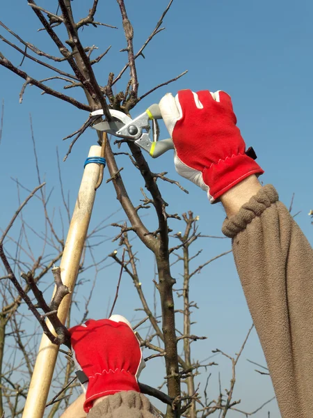 Taille des arbres fruitiers — Photo