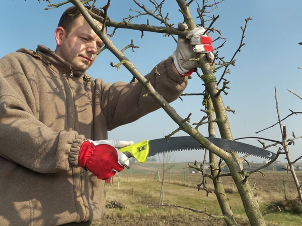 Fruit tree pruning — Stock Photo, Image