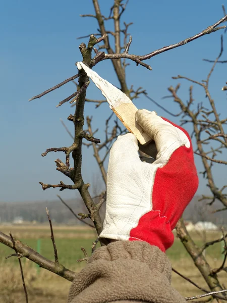 Proteção de primavera de árvore de fruto — Fotografia de Stock