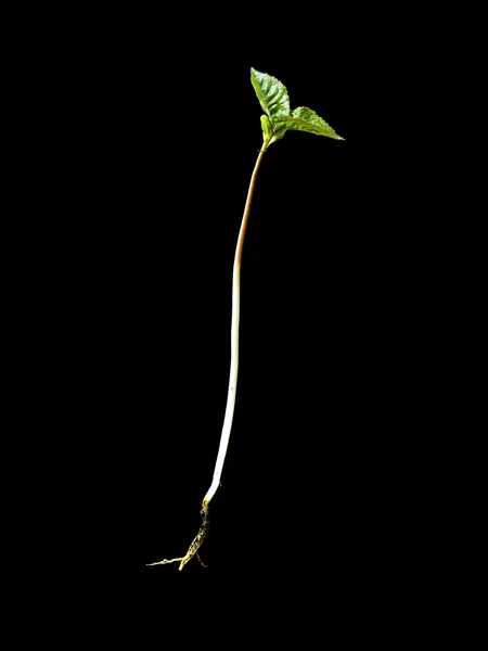 Hazel  sprout — Stock Photo, Image