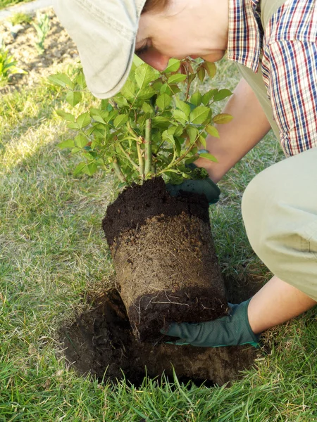 Rose planting — Stock Photo, Image