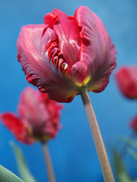 Tulipas de papagaio — Fotografia de Stock