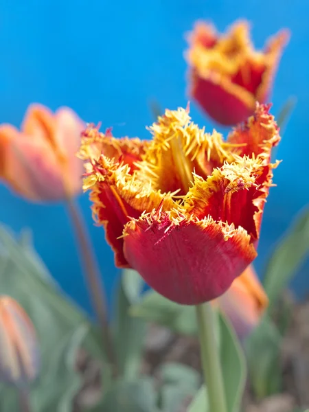 Czerwone i żółte tulipany — Zdjęcie stockowe
