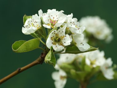 Çiçek açmış armut ağacı.