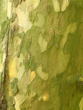 Çınar ağacının gövde